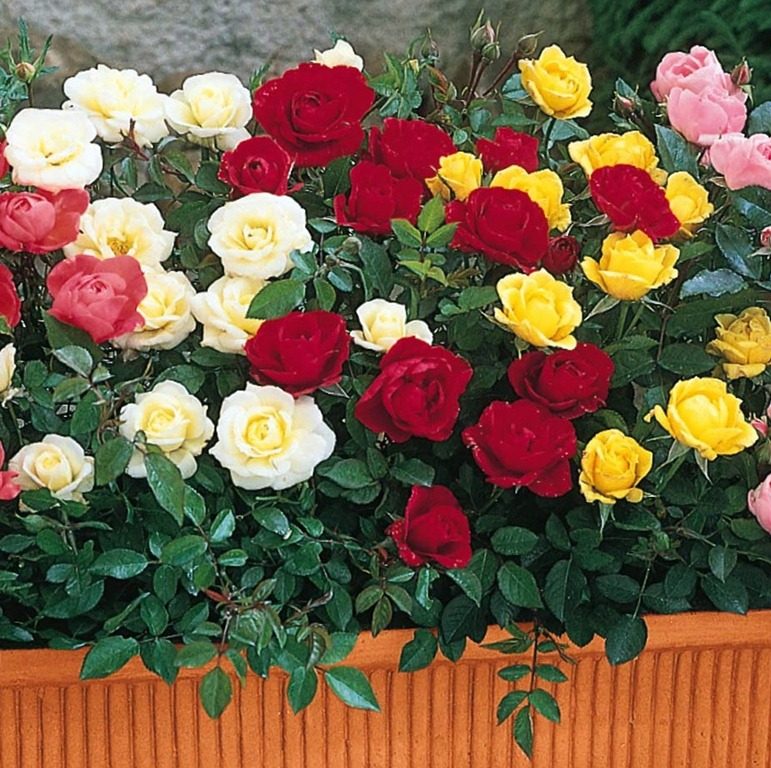 Jardín de rosas en miniatura