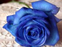 Flores de rosas azules