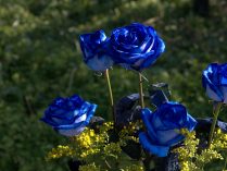 Jardín de rosas azules
