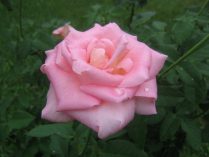 Lenguaje de las rosas rosadas
