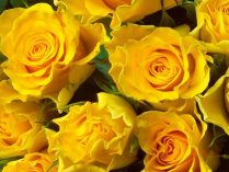 Rosas amarillas HD