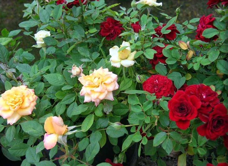 Cultivar rosas en miniatura