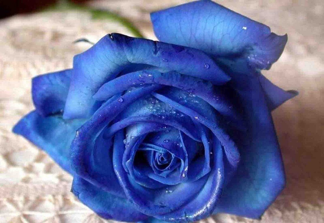 Flores de rosas azules