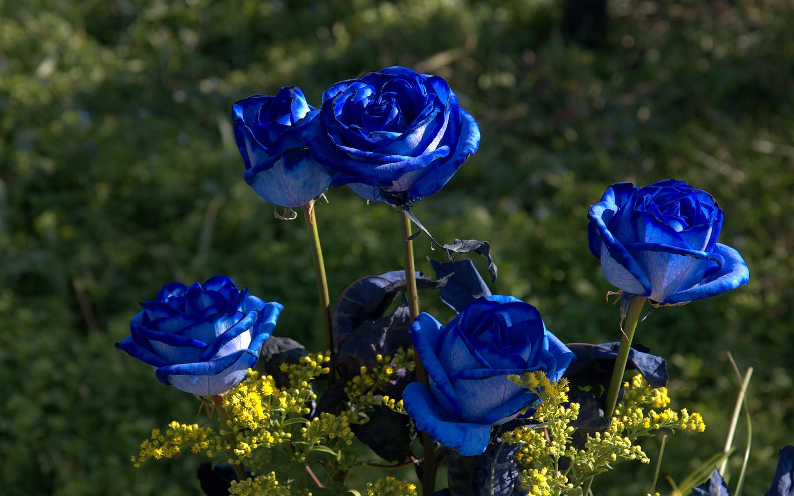 Jardín de rosas azules
