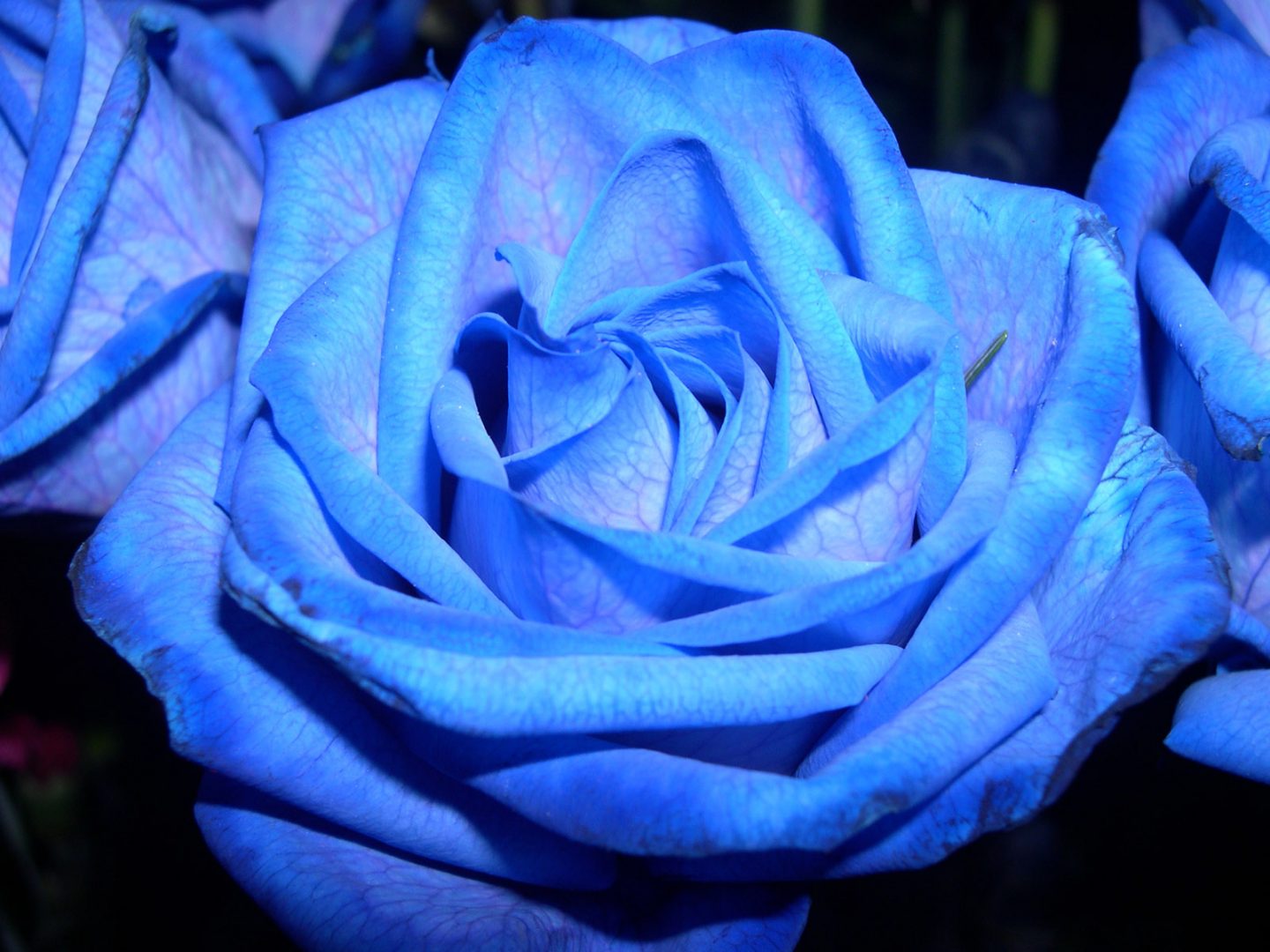 Lenguaje de las rosas azules
