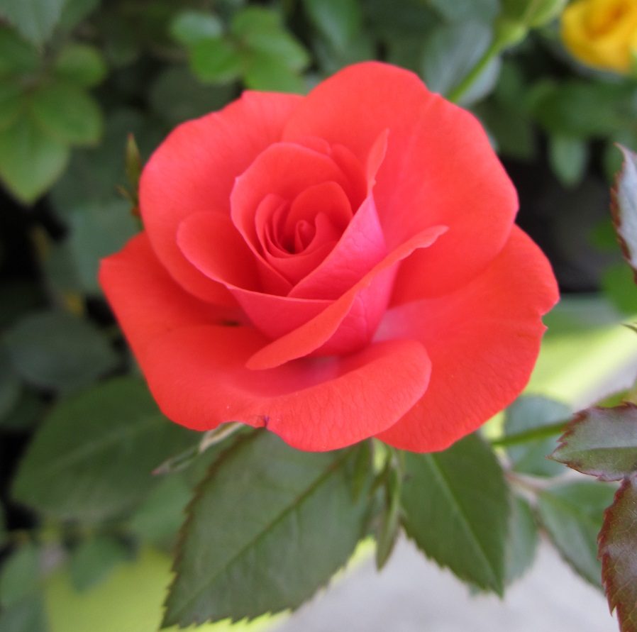 Rosa roja en miniatura