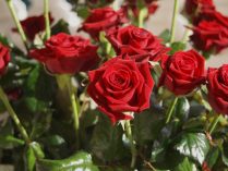Jardín de rosas rojas