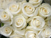 Lenguaje de las rosas blancas