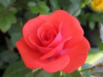 Rosa roja en miniatura