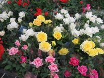 Rosas en miniatura de colores